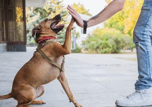Dog giving owner high five after nail trim.