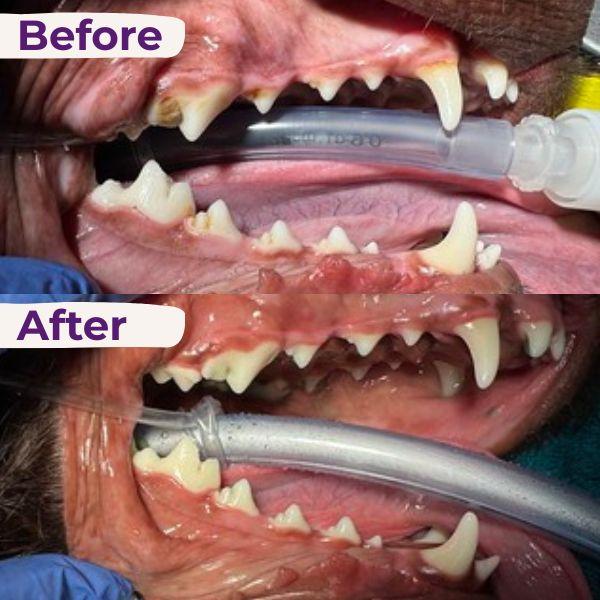 Dog Dental Before and After Service